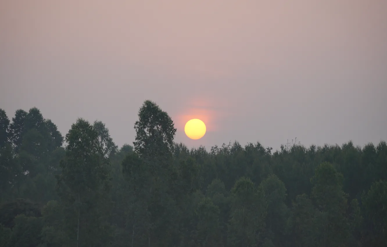 Photo wallpaper nature, sunrise, plant, Cambodia