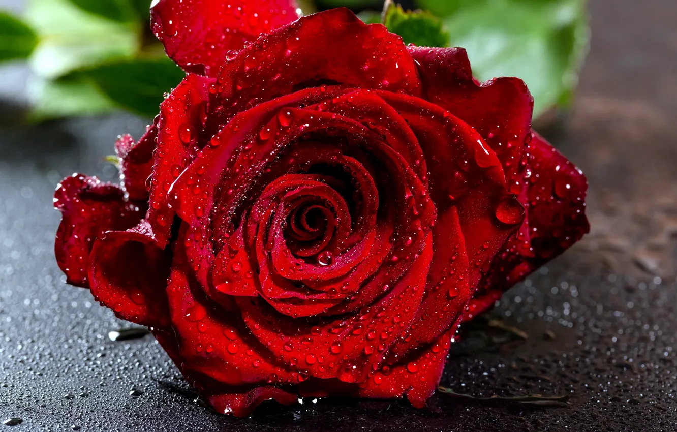 Photo wallpaper rose, red rose, water drops