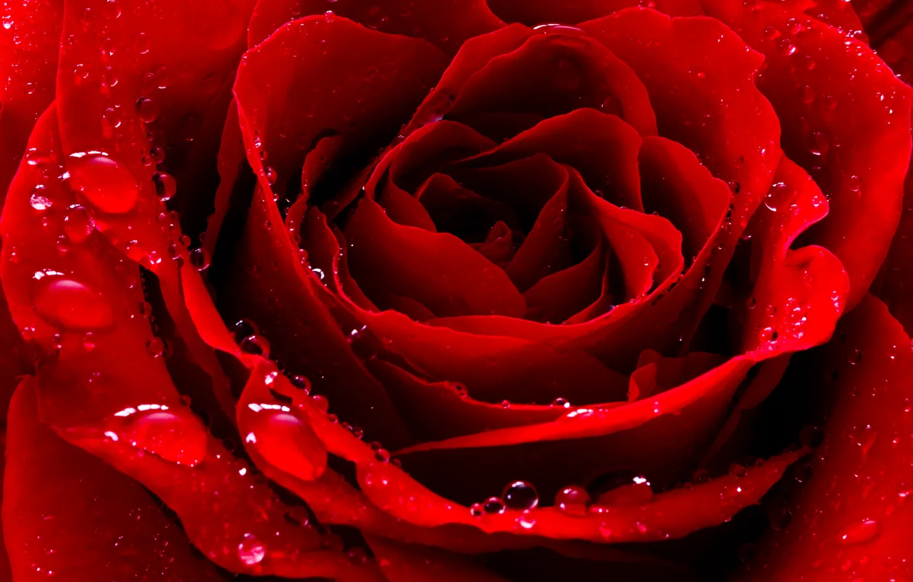 Photo wallpaper drops, macro, flowers, red, droplets, roses, petals, buds