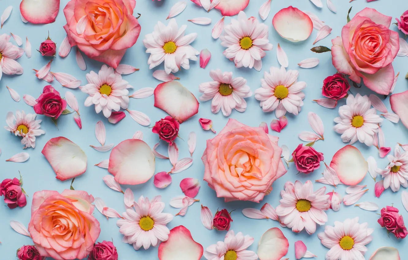 Photo wallpaper flowers, petals, Roses, buds, chrysanthemum