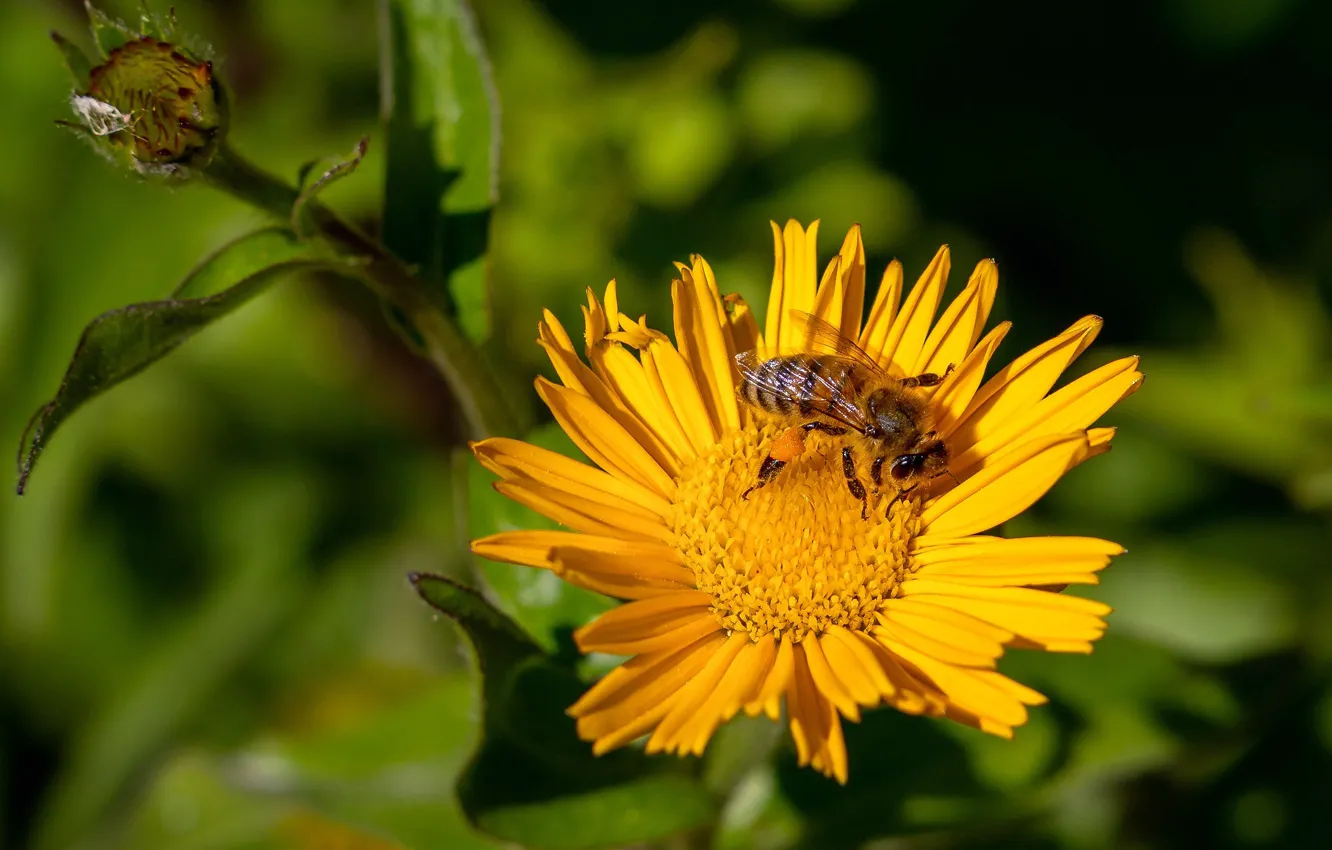 Photo wallpaper flower, the sun, yellow, bee, garden, bokeh