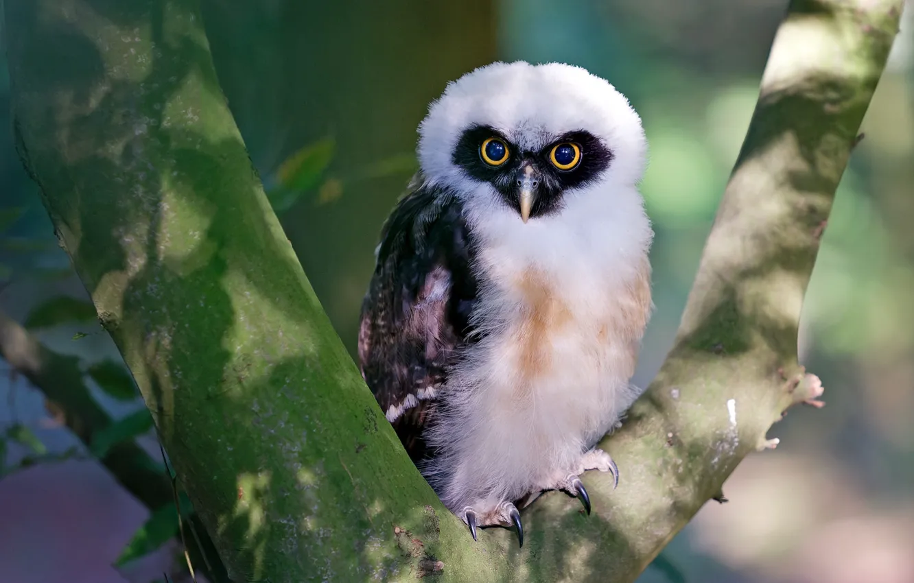 Photo wallpaper look, light, trees, branches, owl, bird, bokeh, spectacled neotropical owl