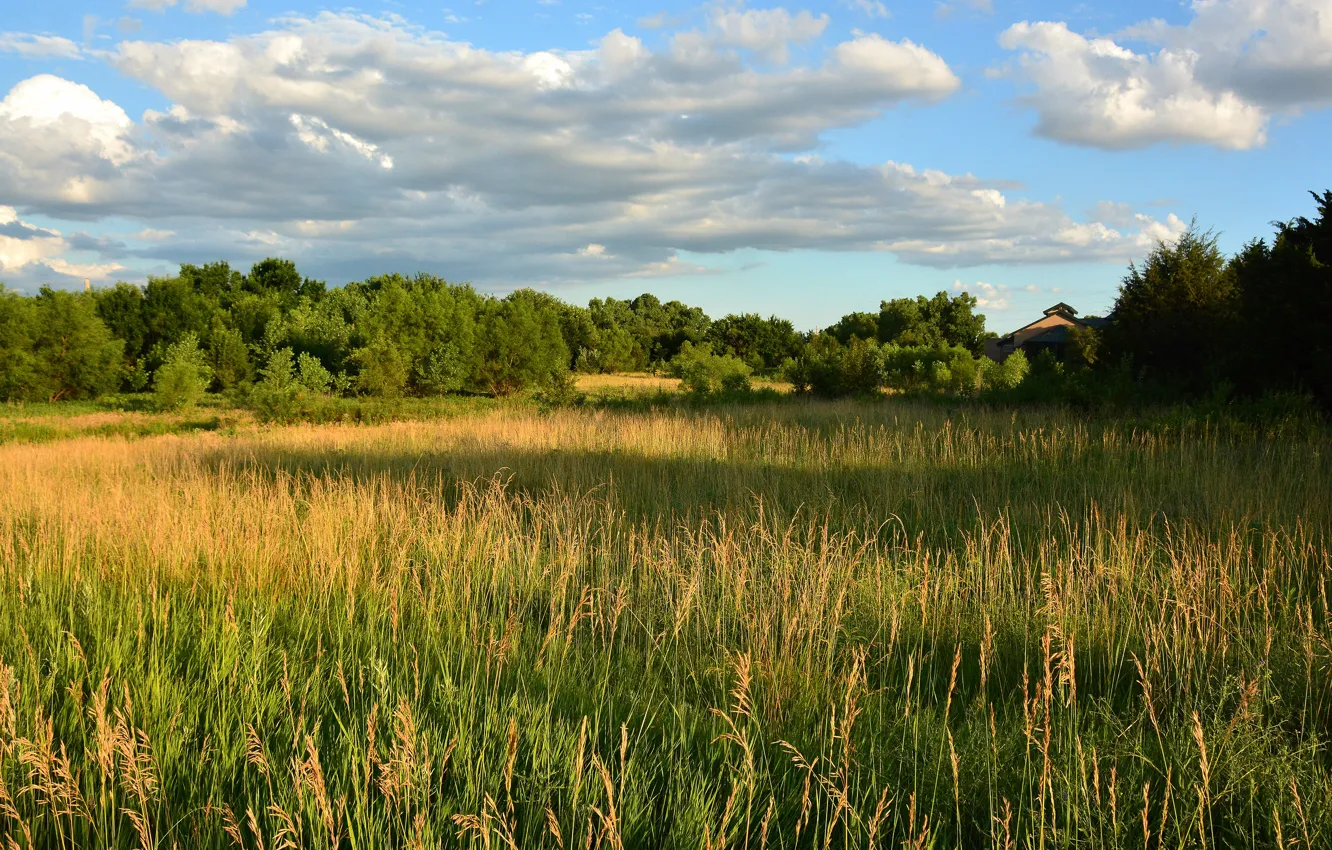 Photo wallpaper roof, field, forest, summer, the sky, grass, clouds, light