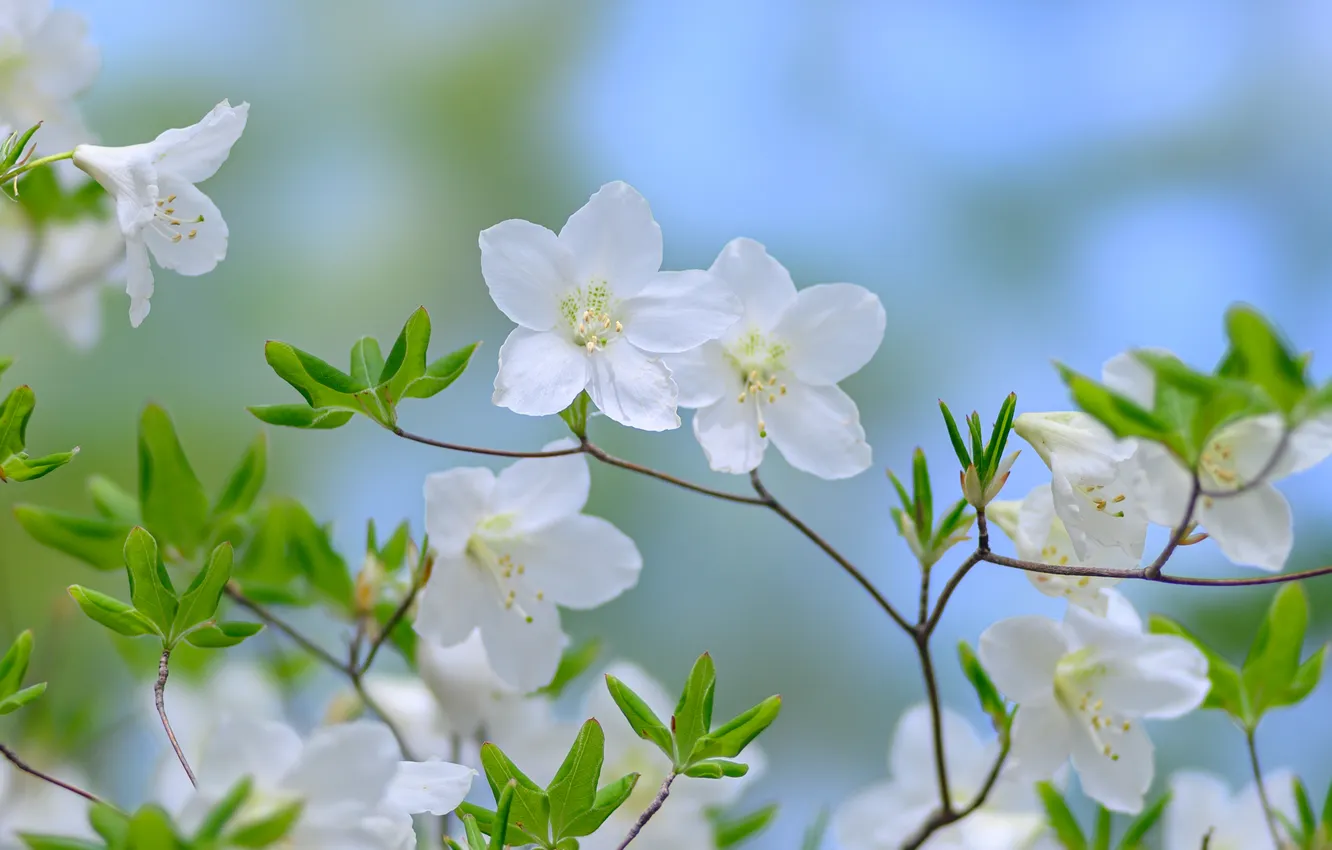 Photo wallpaper summer, flowers, branches, spring, leaves, white, flowering, blue background