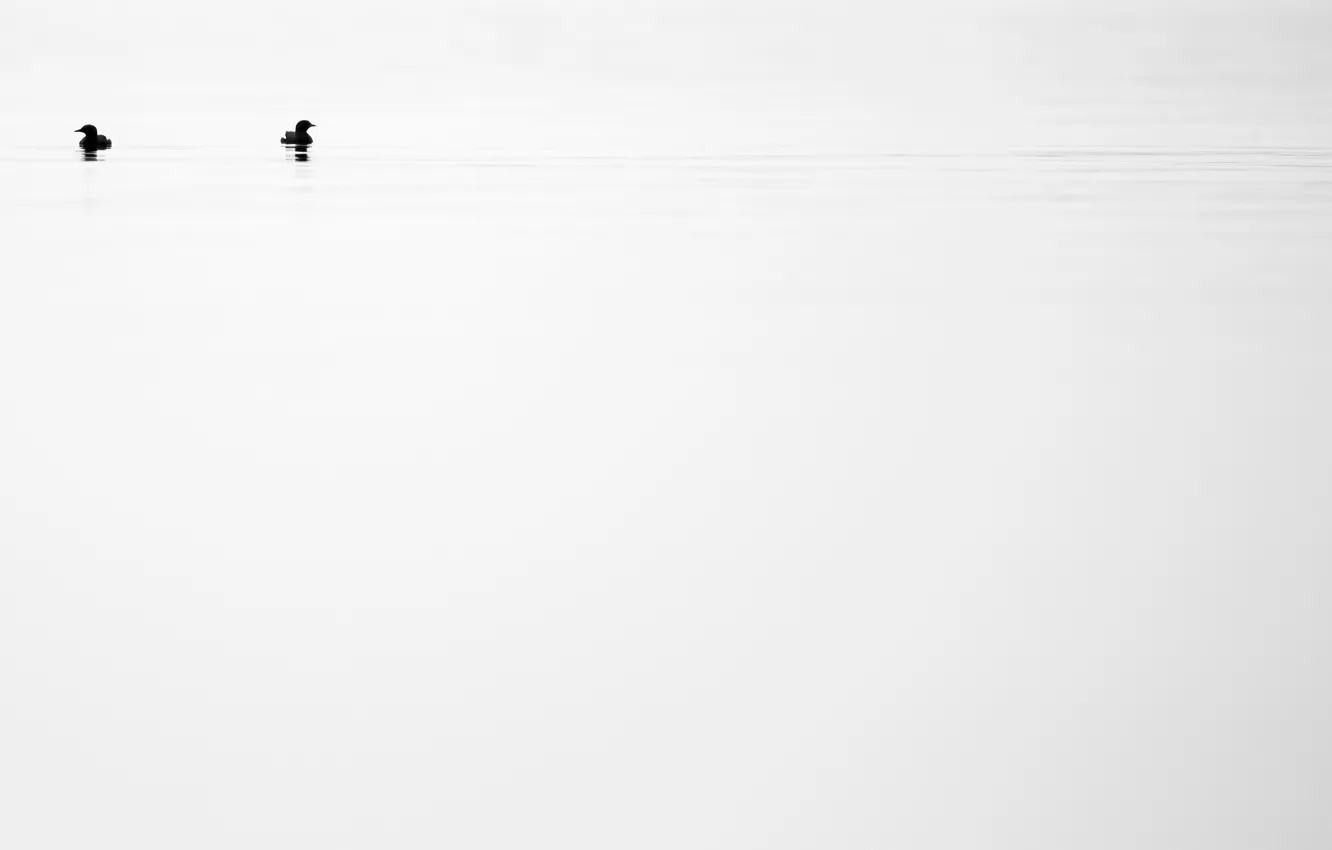 Photo wallpaper nature, lake, duck
