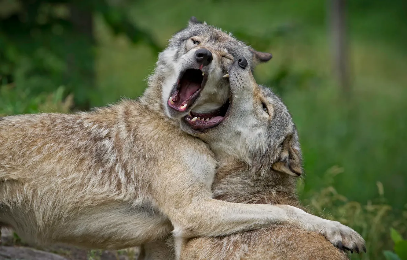 Photo wallpaper pose, the game, two, wolf, fight, pair