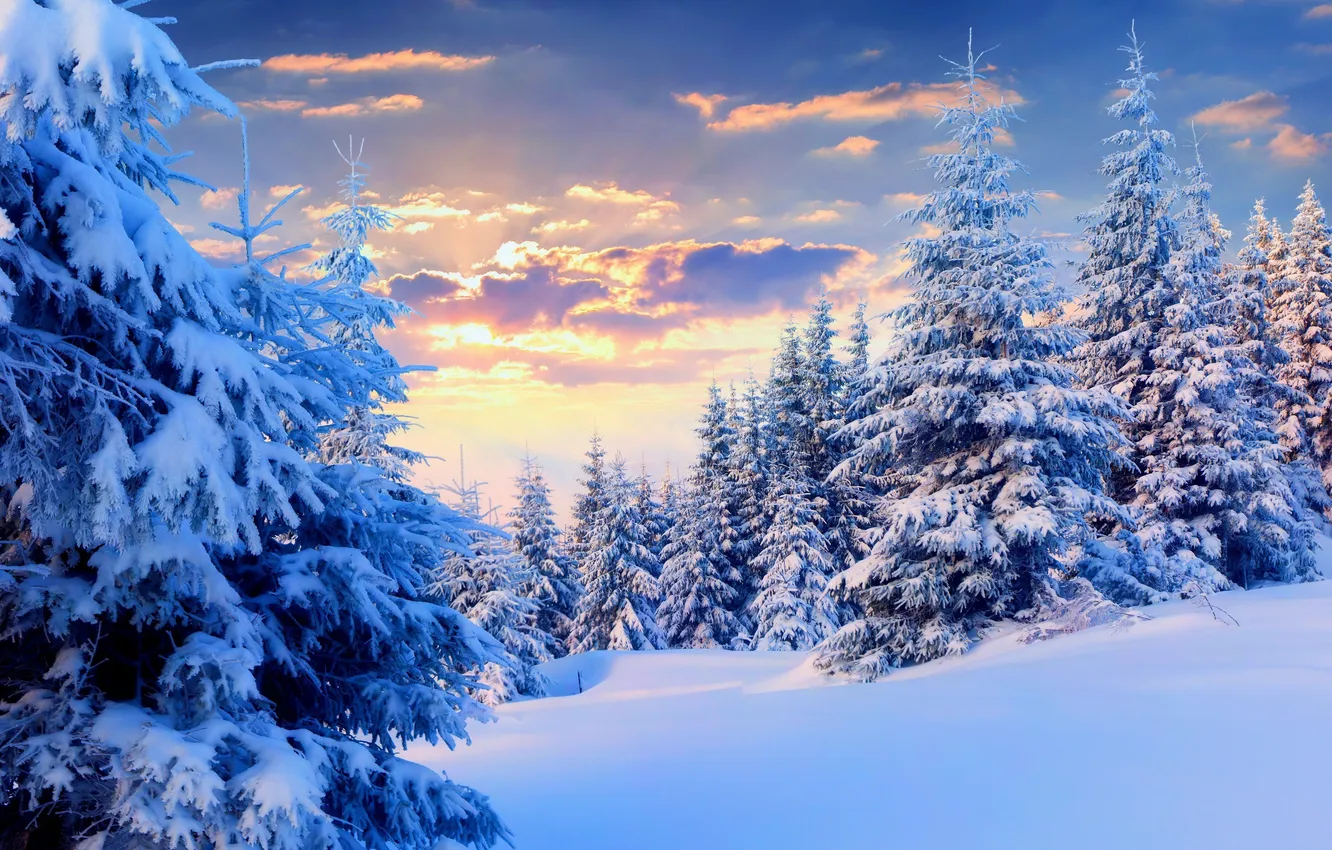 Photo wallpaper winter, forest, the sky, the sun, clouds, snow, trees, landscape