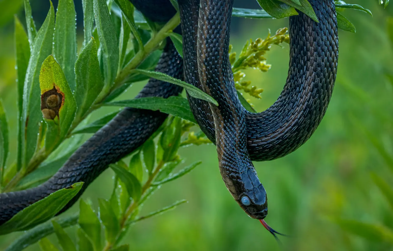 Photo wallpaper language, leaves, black, snake