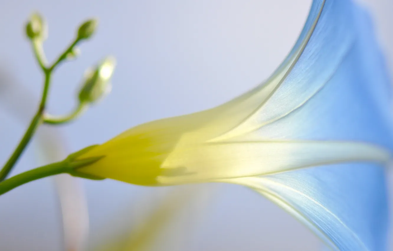 Photo wallpaper flowers, nature, plant, petals