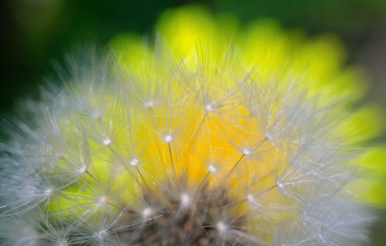 Photo wallpaper flowers, nature, dandelion, blade of grass