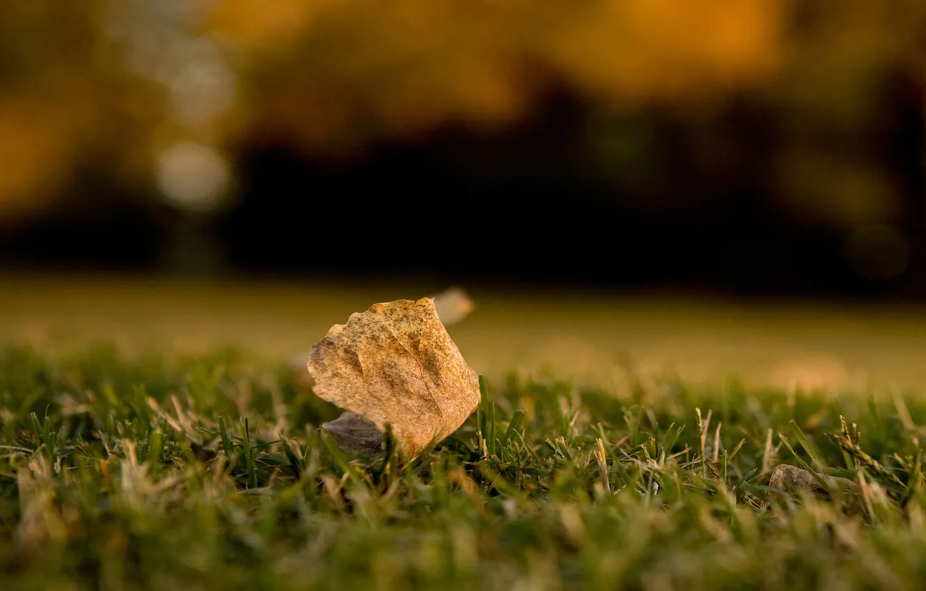 Photo wallpaper greens, grass, macro, glare, background, lawn, blur, leaf