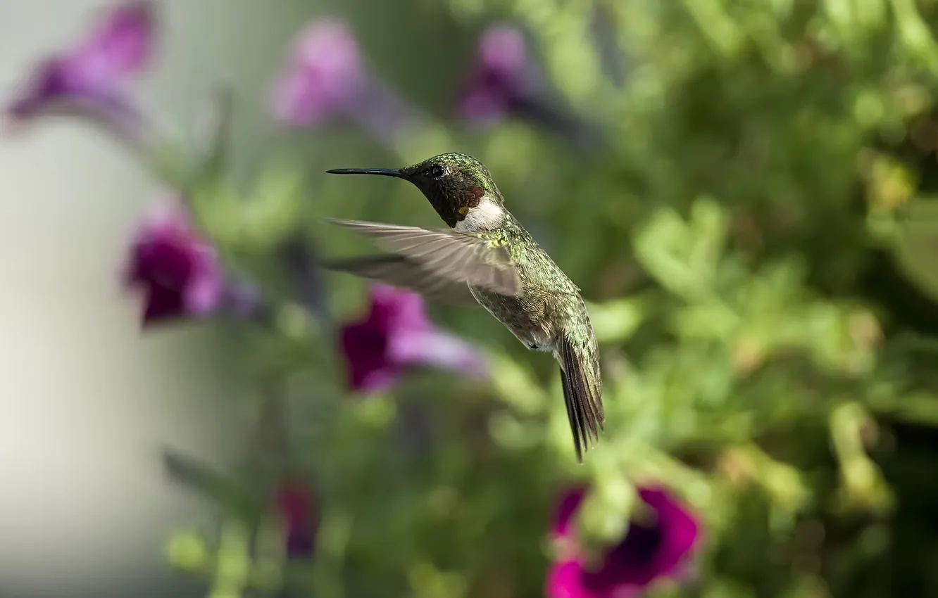 Photo wallpaper the sun, flowers, bird, Hummingbird, Petunia
