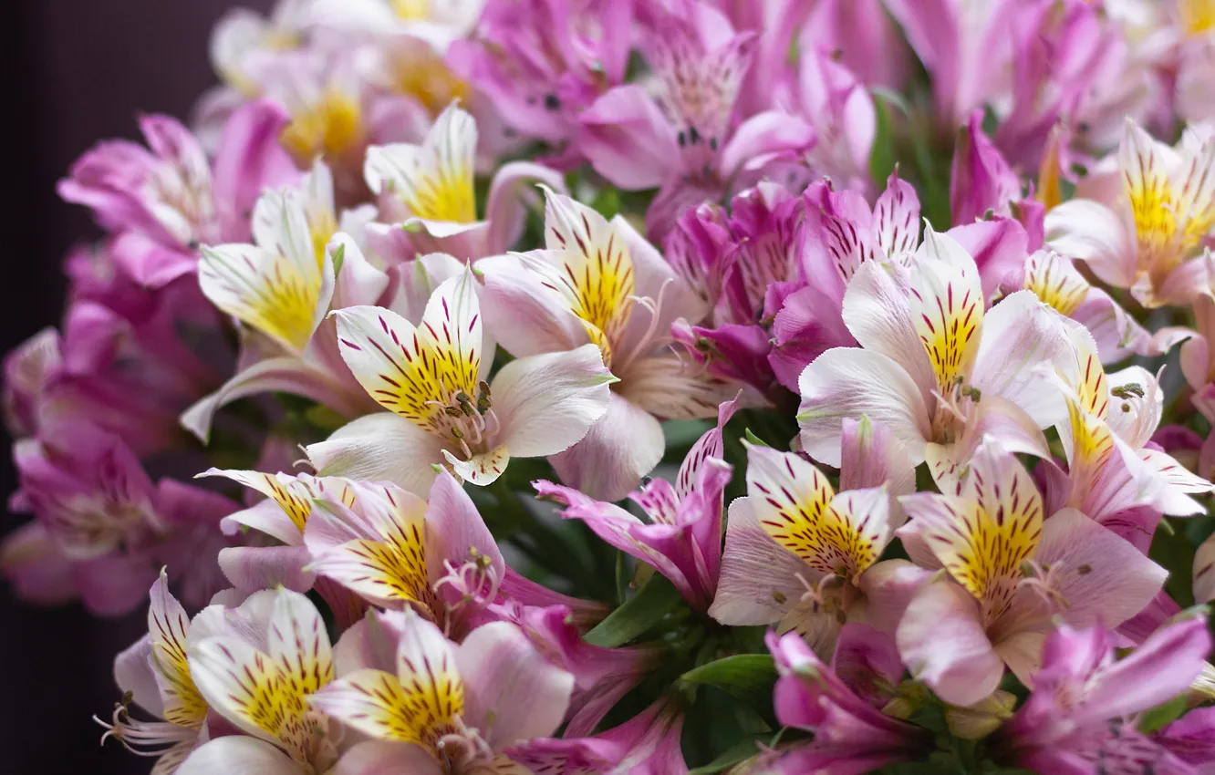Photo wallpaper bouquet, a bouquet of flowers, pink flowers, alstremeria