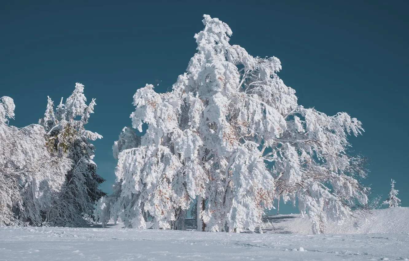 Photo wallpaper winter, the sun, snow, trees, nature