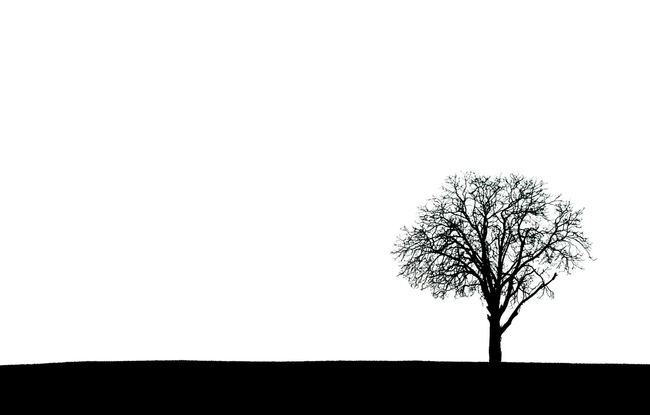 Photo wallpaper trees, nature, background