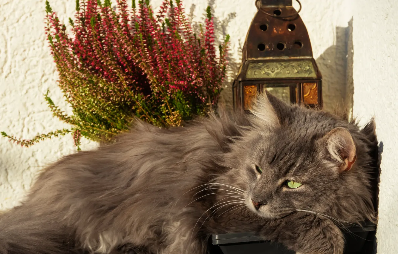 Photo wallpaper cat, look, bouquet, lantern, lies, grey, still life