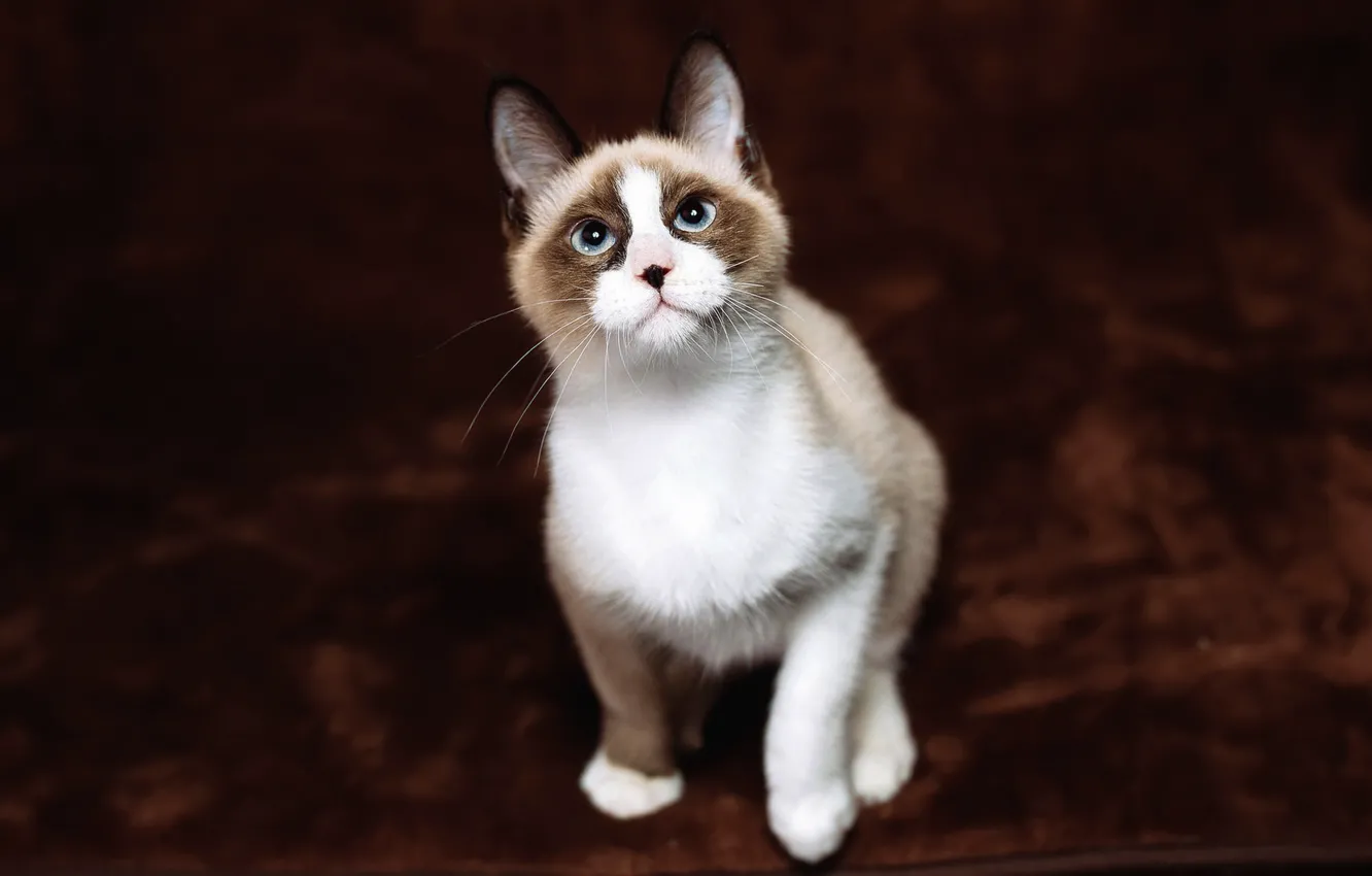 Photo wallpaper cat, cat, look, background, dark, spot, kitty, blue eyes