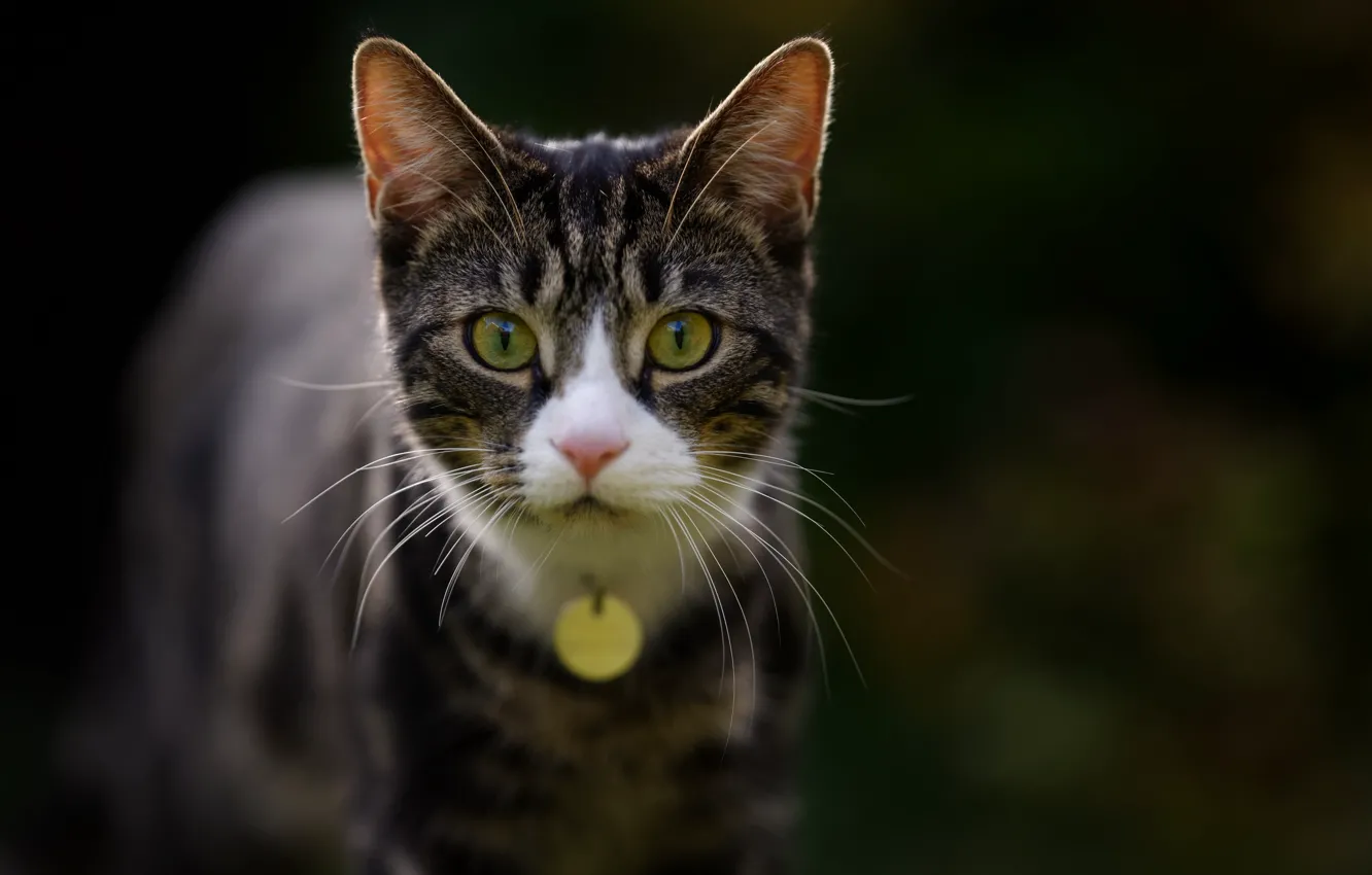 Photo wallpaper eyes, mustache, look, background, cat