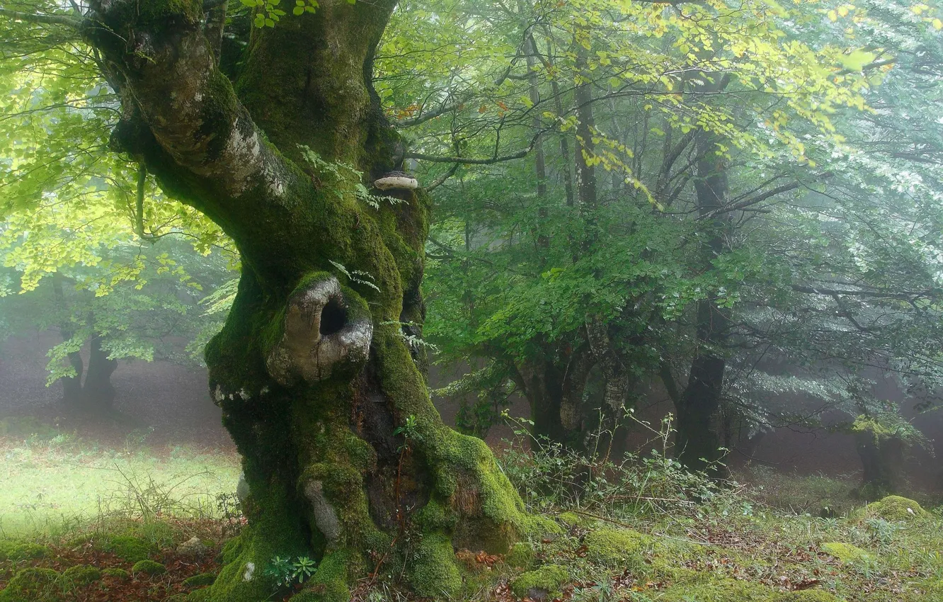 Photo wallpaper greens, forest, trees, fog, moss, trunk, crown