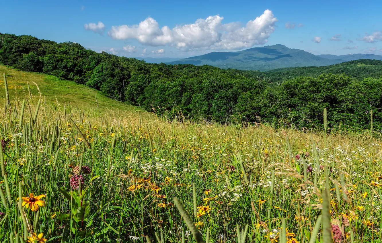 Photo wallpaper flowers, mountains, meadow