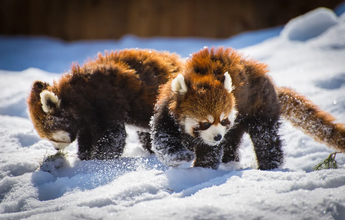 Photo wallpaper snow, pair, Panda, red Panda, red Panda