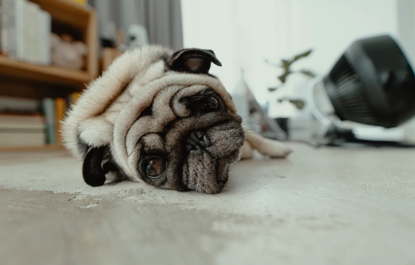 Photo wallpaper face, house, stay, pug, lies, house, apartment, resting