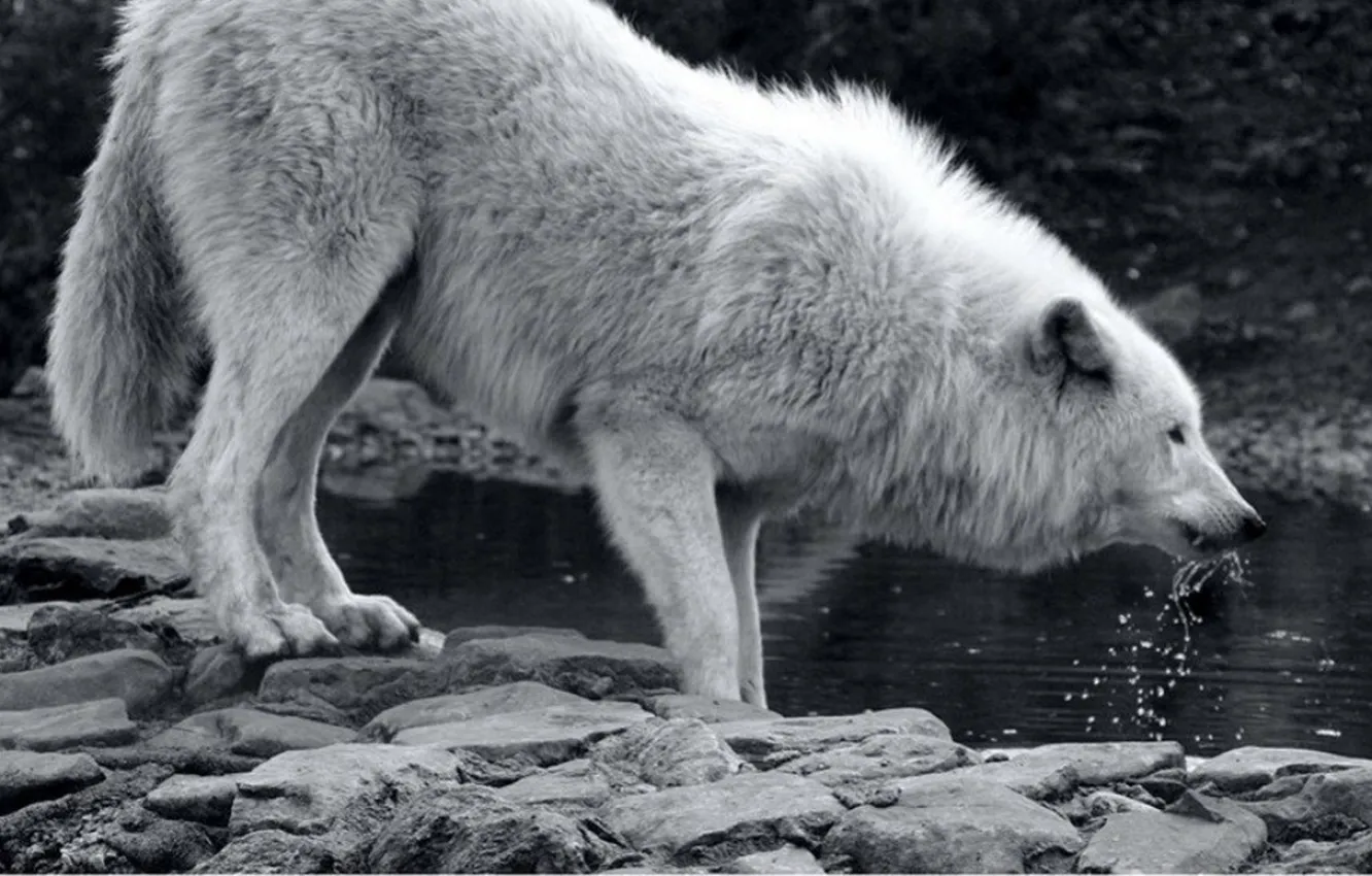 Photo wallpaper nature, predator, animal, wolf, wildlife, portrait, portrait., Canis lupus. face