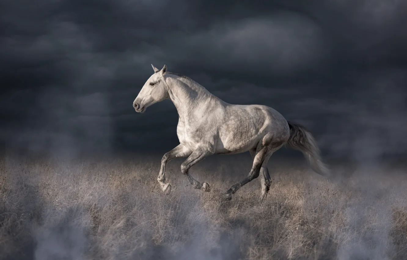Photo wallpaper field, white, the sky, grass, look, light, clouds, nature