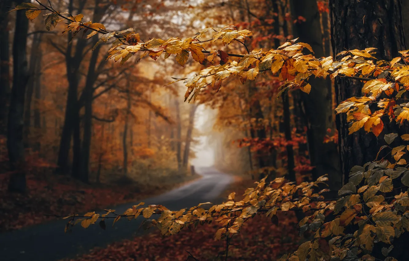 Photo wallpaper road, autumn, forest, leaves, branches, nature