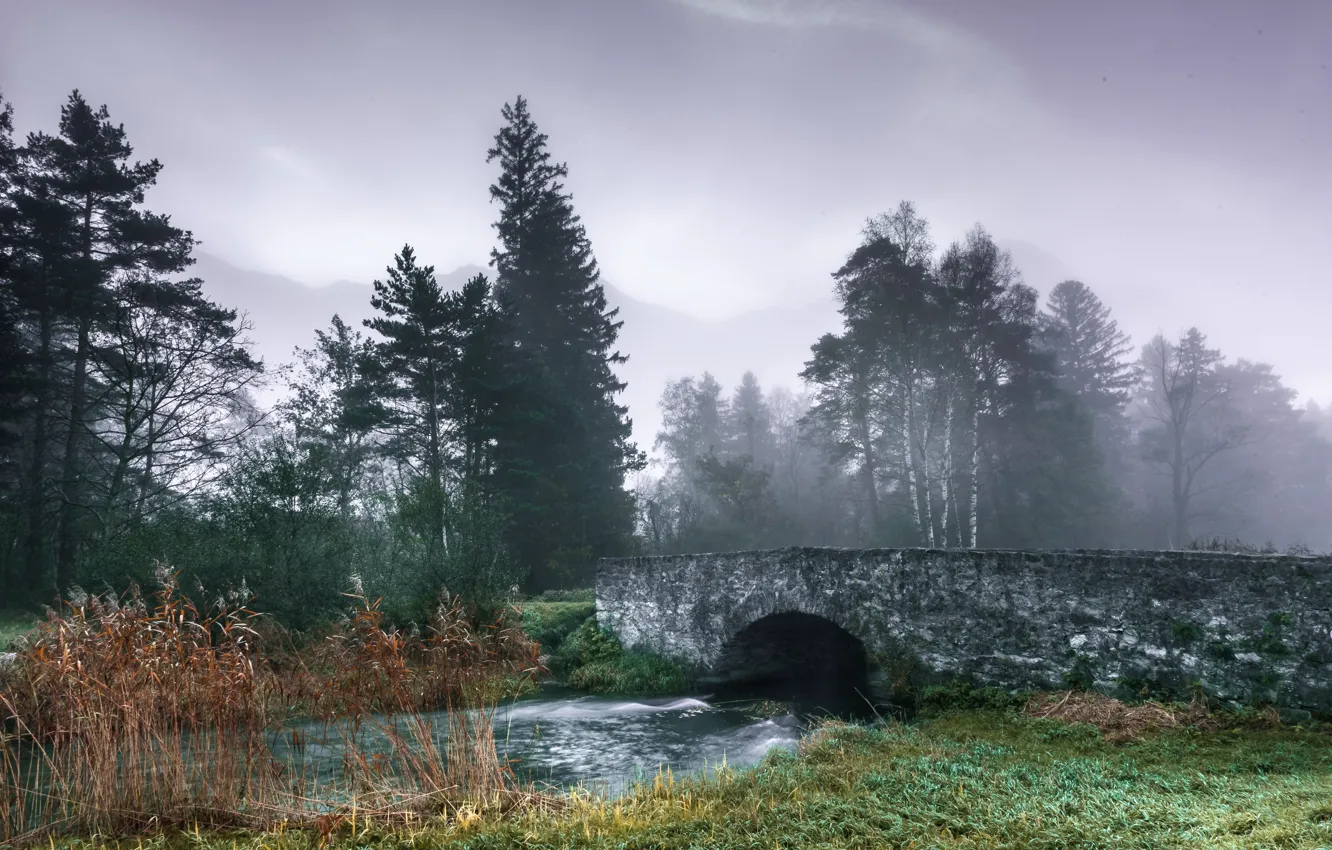 Photo wallpaper bridge, fog, river, reed