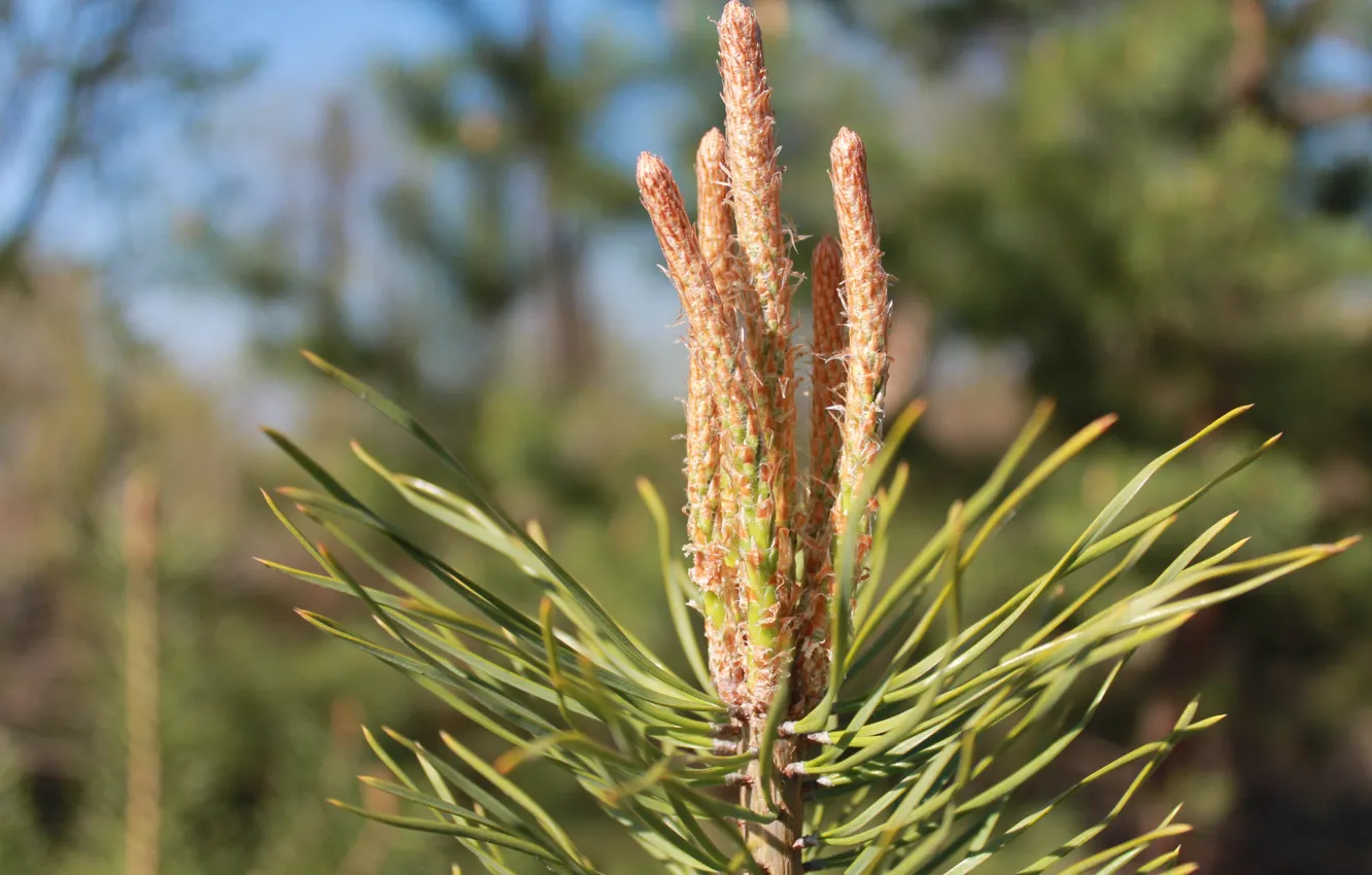 Photo wallpaper spring, pine, kidney