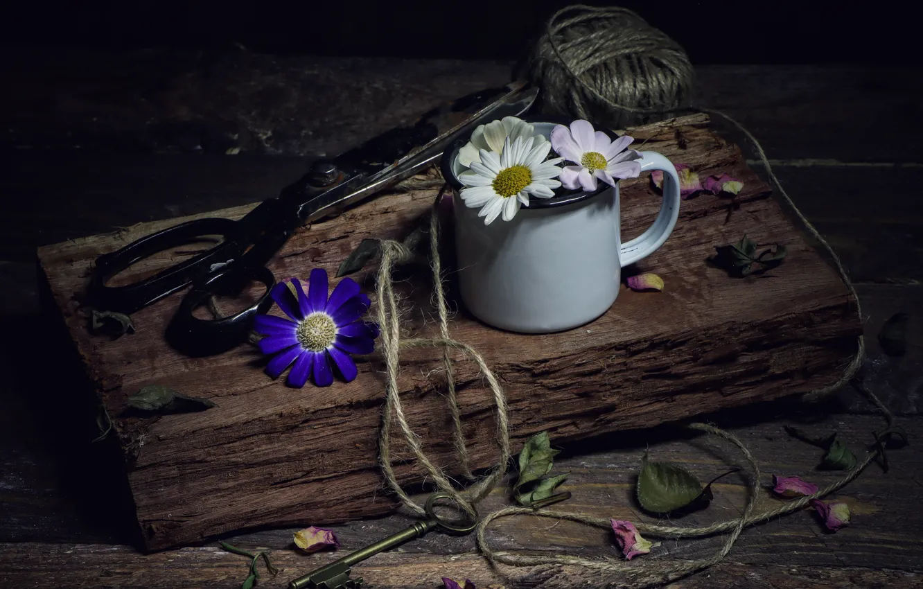 Photo wallpaper purple, leaves, flowers, Board, chamomile, rope, petals, key