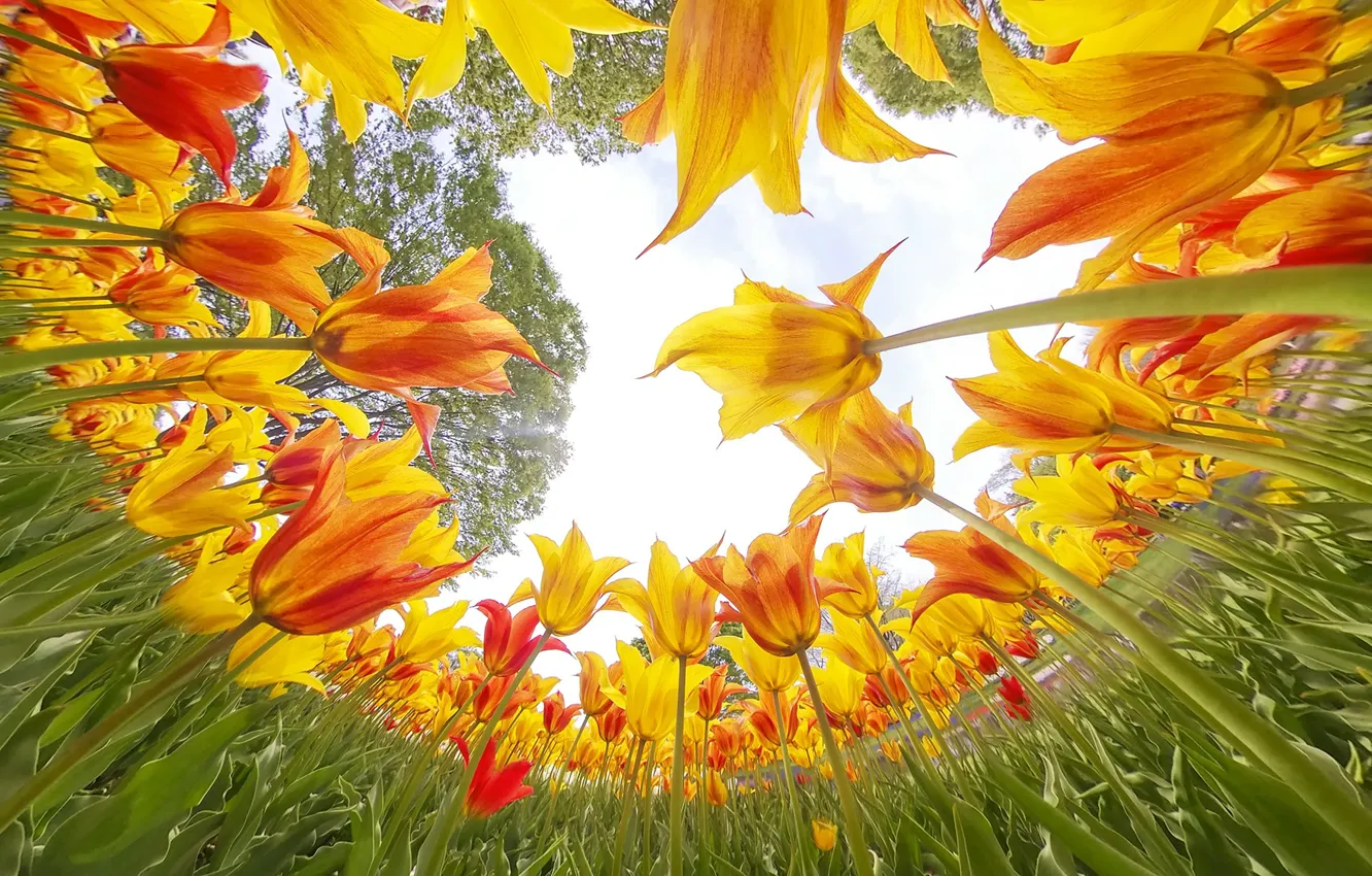 Photo wallpaper greens, the sky, leaves, trees, flowers, orange, yellow, Park
