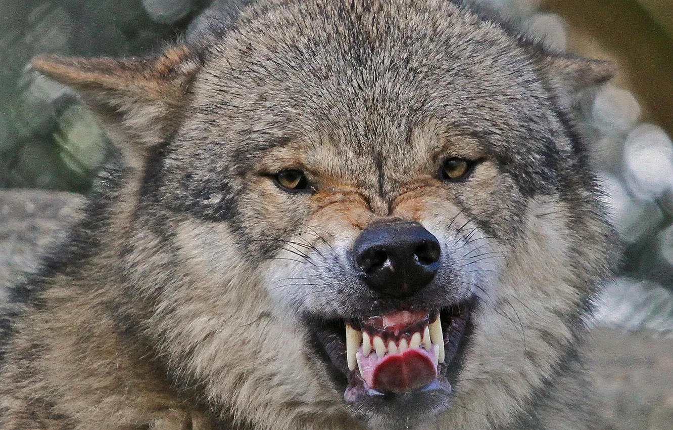 Photo wallpaper language, face, wolf, teeth, fangs, grin