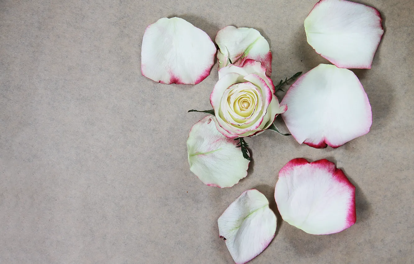 Photo wallpaper petals, rose, white, flower, petals, rose white