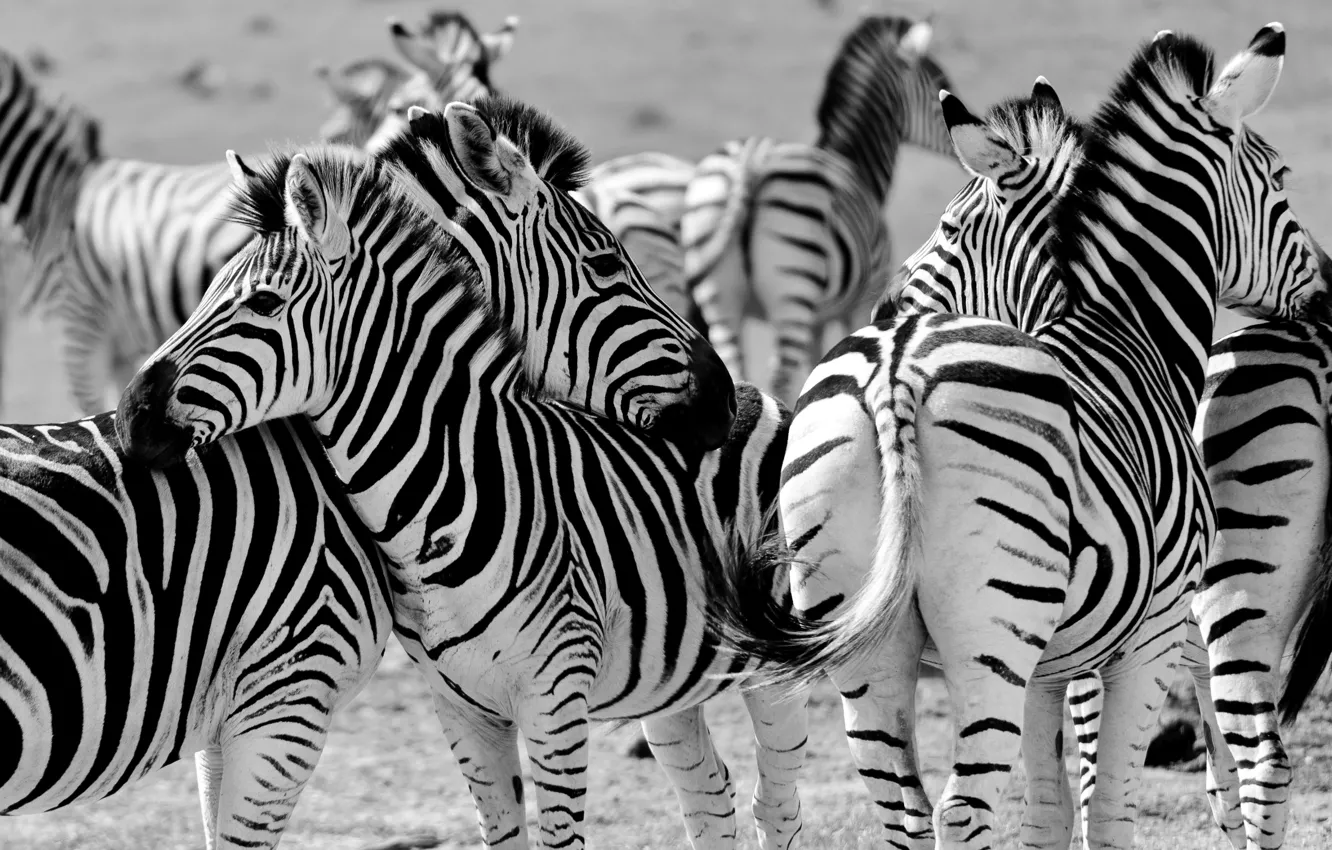 Photo wallpaper Zebra, Africa, the herd