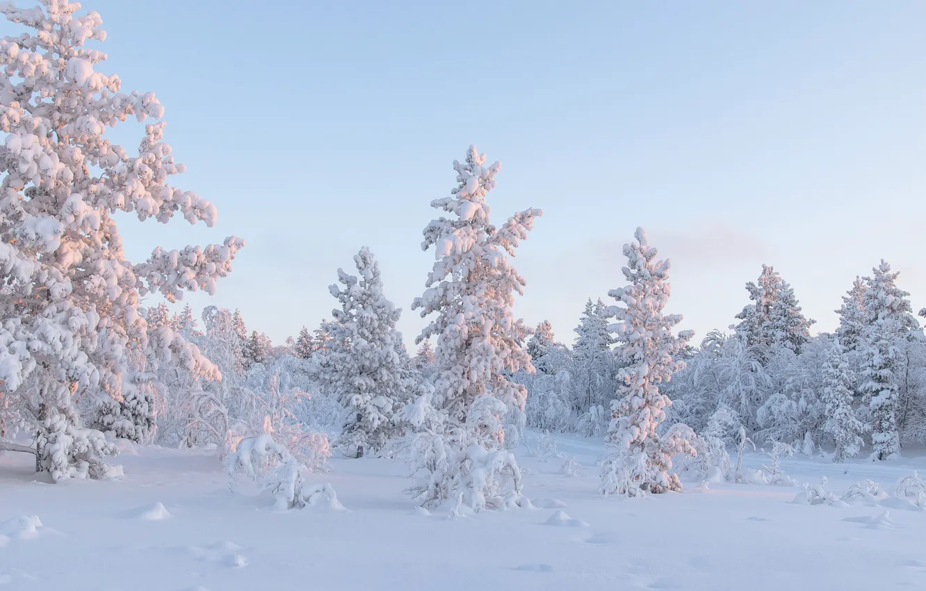 Photo wallpaper winter, snow, trees, nature, frost