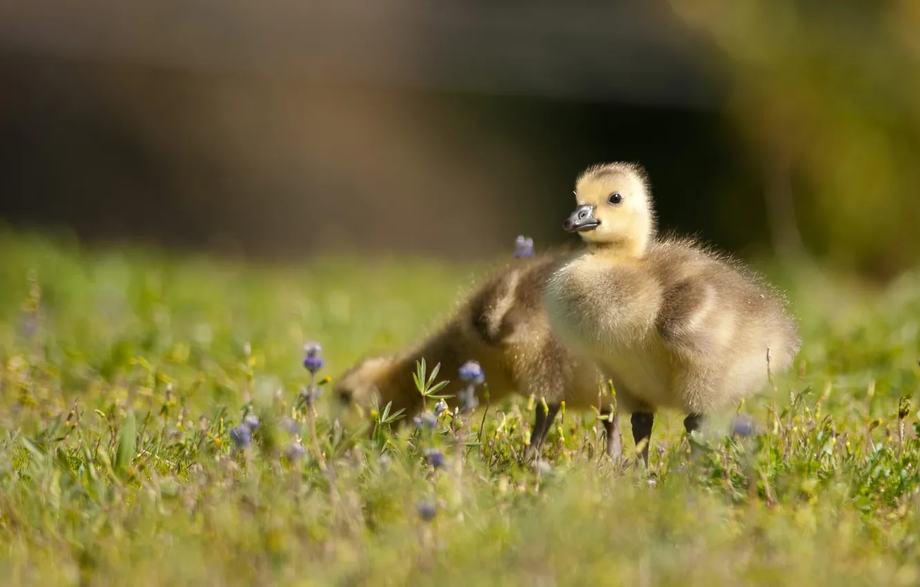 Photo wallpaper Chicks, The Canada goose, canadian goose