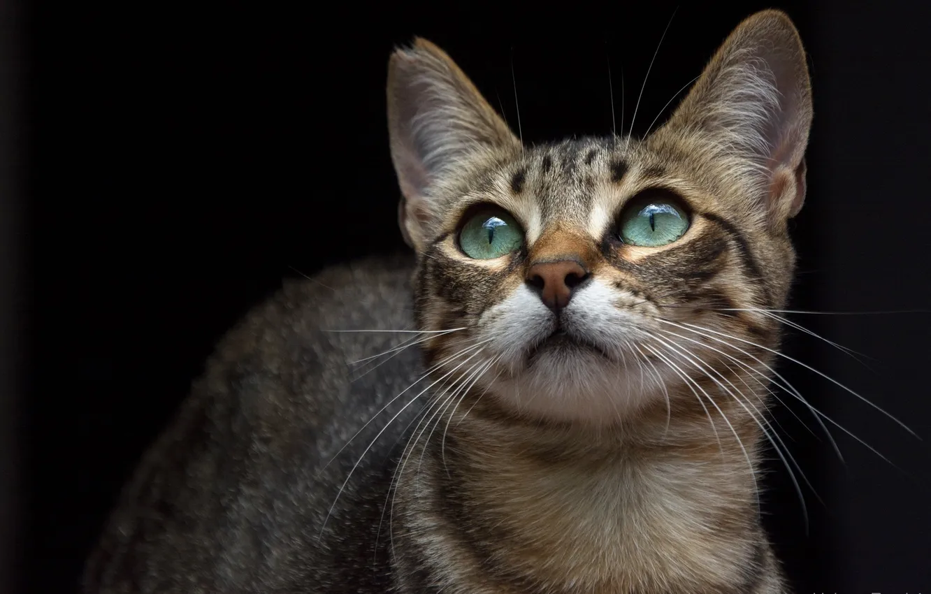 Photo wallpaper cat, cat, mustache, face