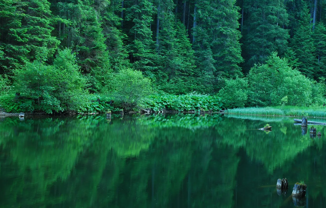 Photo wallpaper greens, forest, summer, reflection, the bushes, pond
