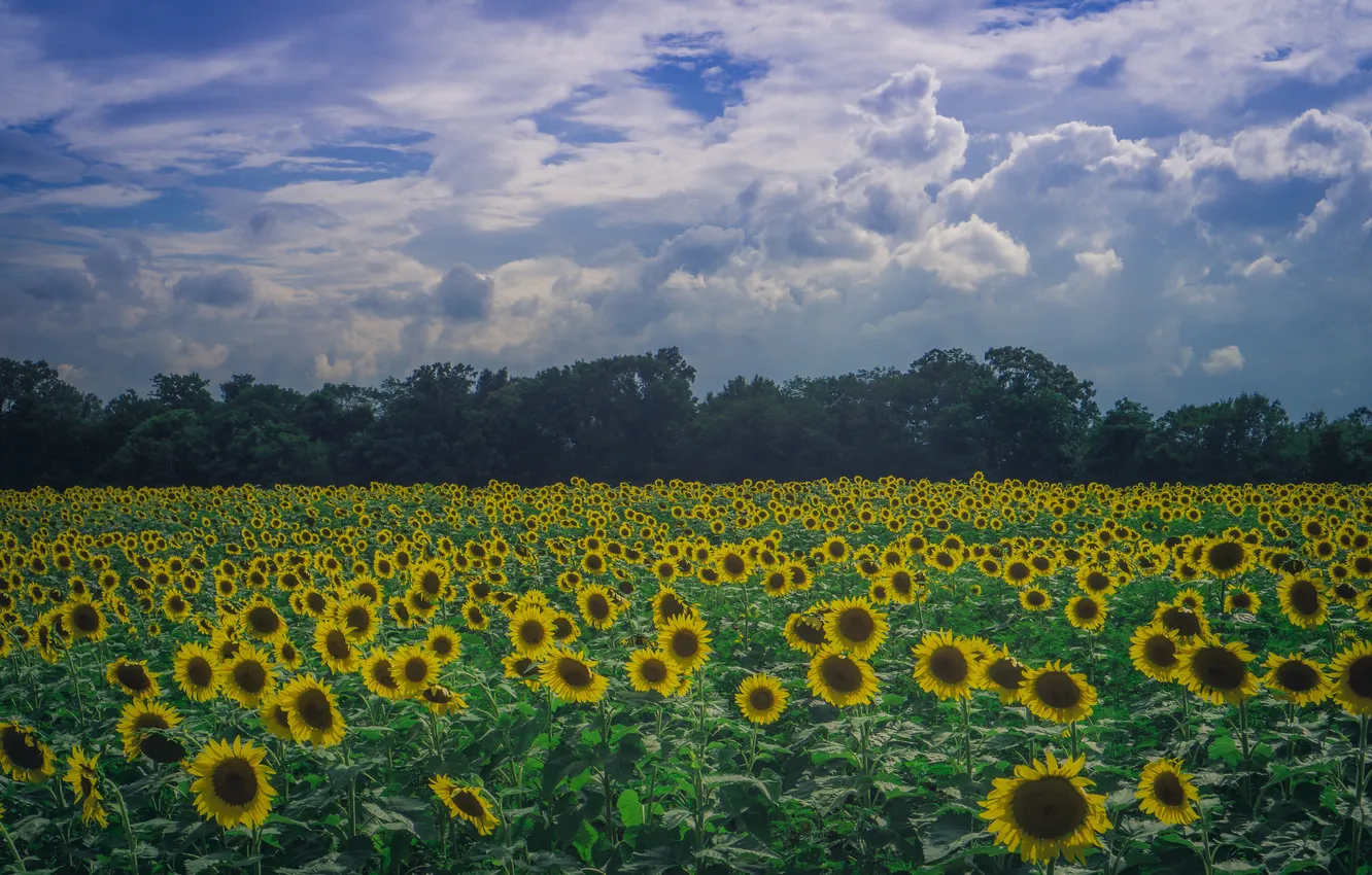 Photo wallpaper field, the sky, clouds, trees, sunflowers, field of sunflowers