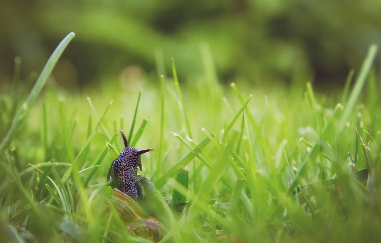 Photo wallpaper grass, snail, blur, horns