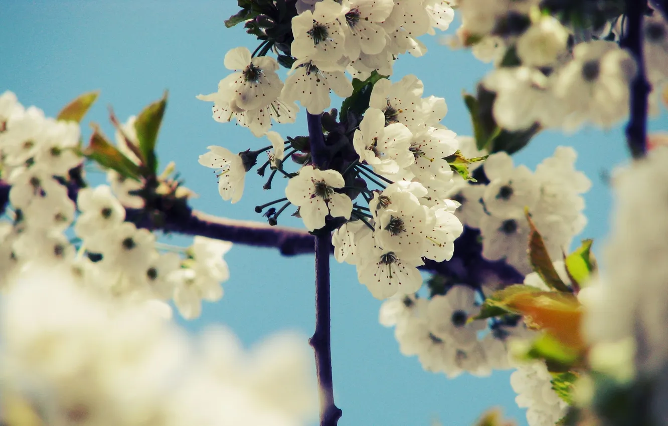 Photo wallpaper the sky, trees, flowers, cherry, branch, spring, petals, Sakura