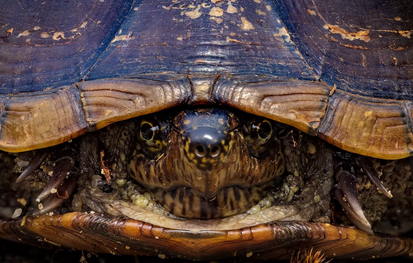 Photo wallpaper macro, background, turtle