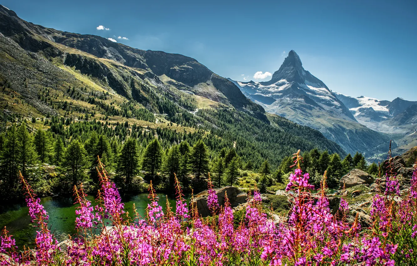 Photo wallpaper forest, summer, flowers, mountains, nature, lake, the slopes, tops