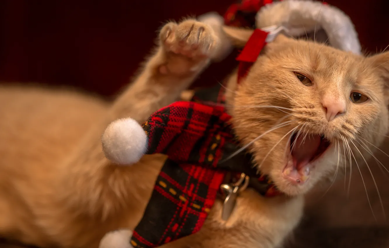 Photo wallpaper cat, background, holiday