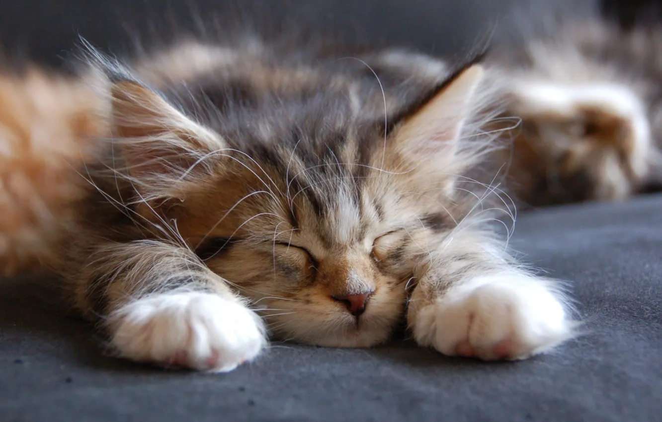 Photo wallpaper face, paws, sleeping, ears, kitty