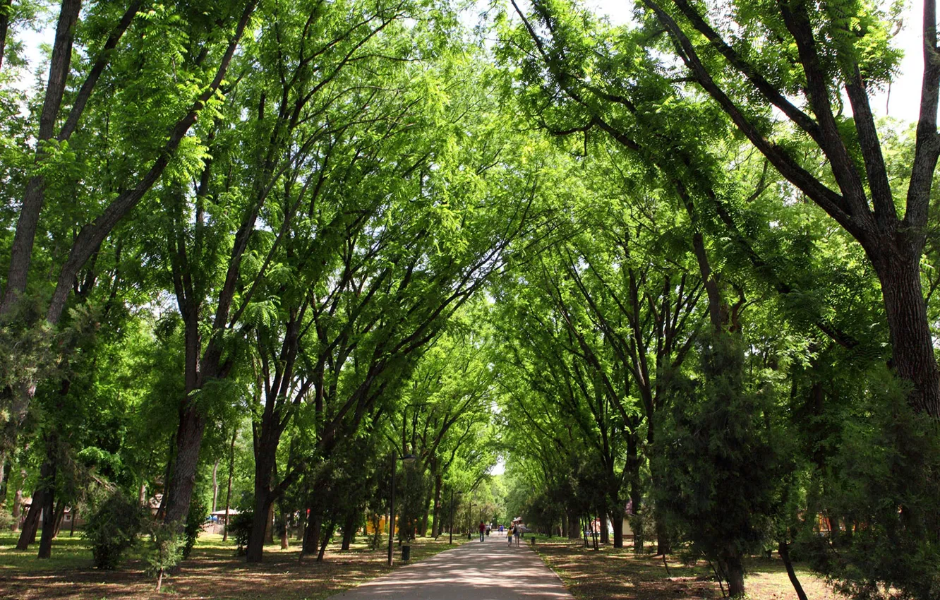 Photo wallpaper trees, nature, Park, trees, nature, park, Krasnodar, Krasnodar