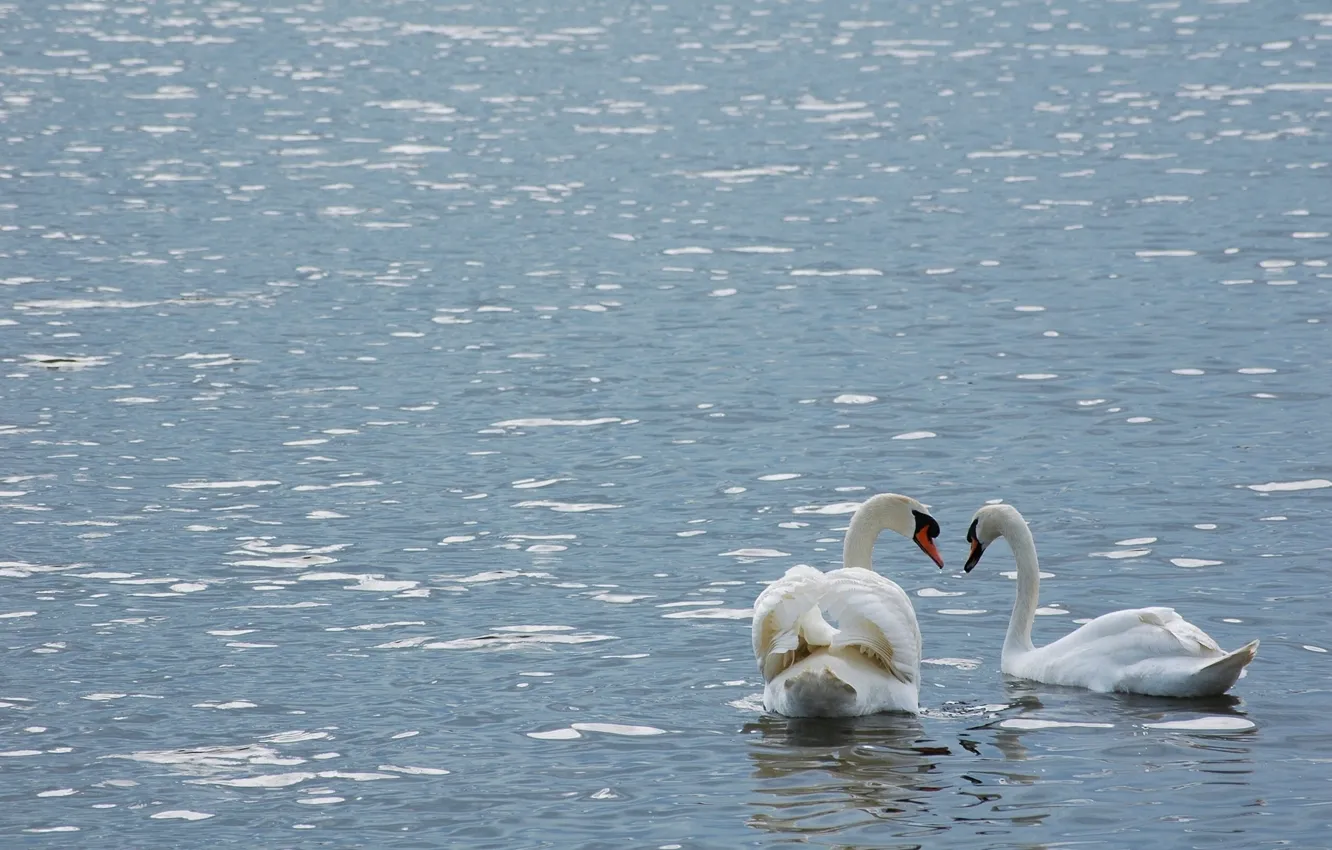 Photo wallpaper water, bird, pair, swans