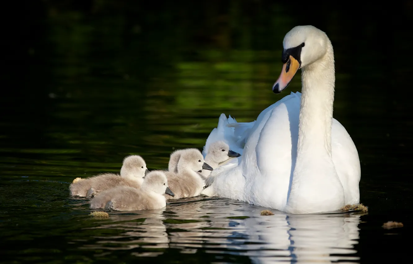 Photo wallpaper swans, Chicks, motherhood, the Lebeda